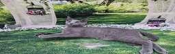 Russian Blue cats for sale: GCCF Registered Russian Blue Kittens - Advert 33