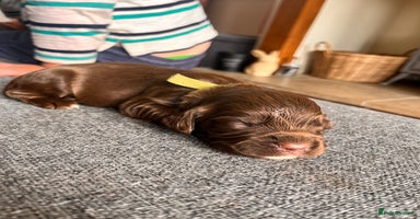 Sprocker dogs - Advert 10
