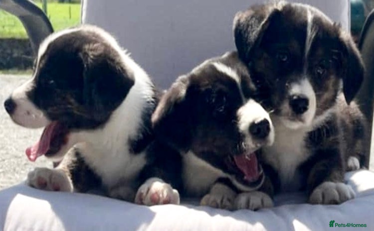 Welsh Corgi Cardigan dogs - Advert 1