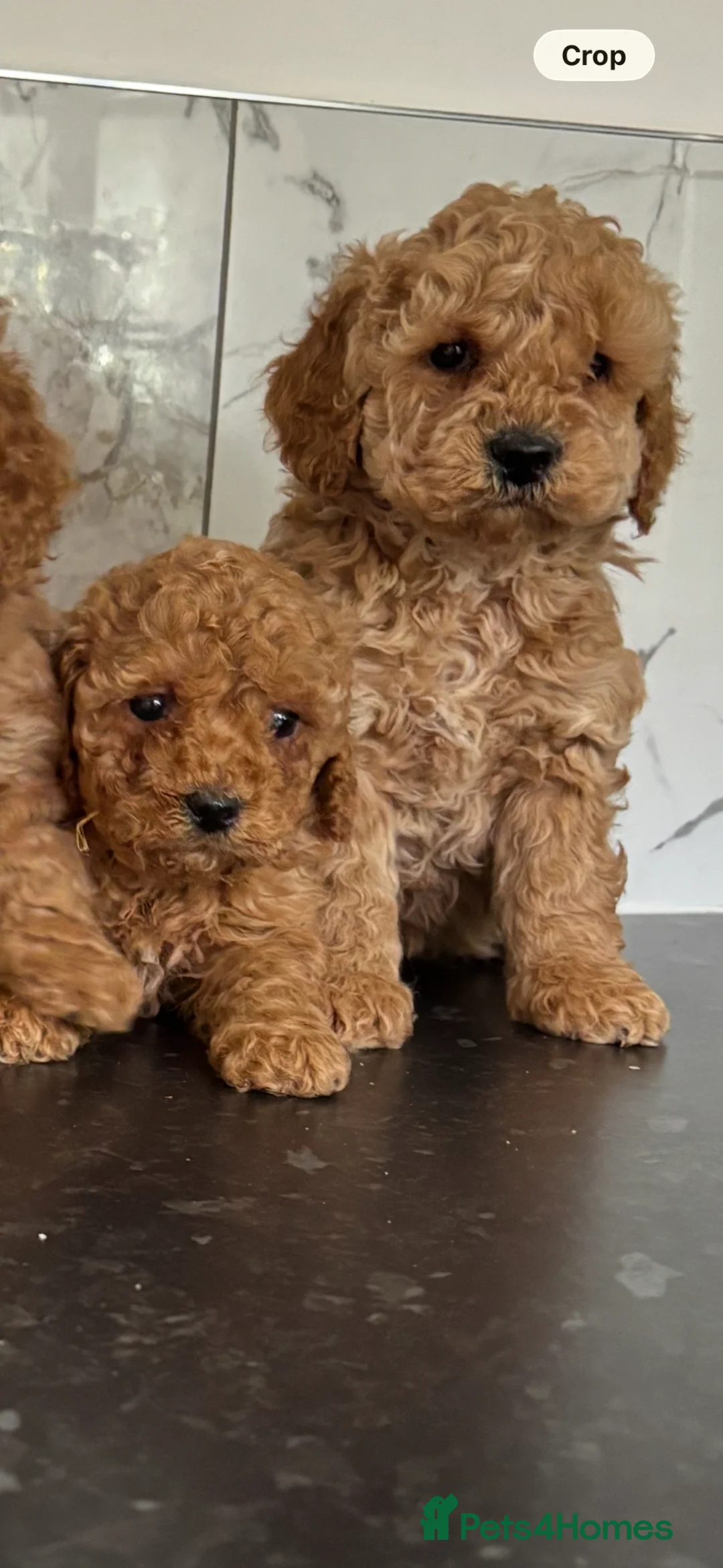 Maltipoo dogs for sale: ❤️reduced❤️ maltipoo puppies (tiny poodle) - Advert 6