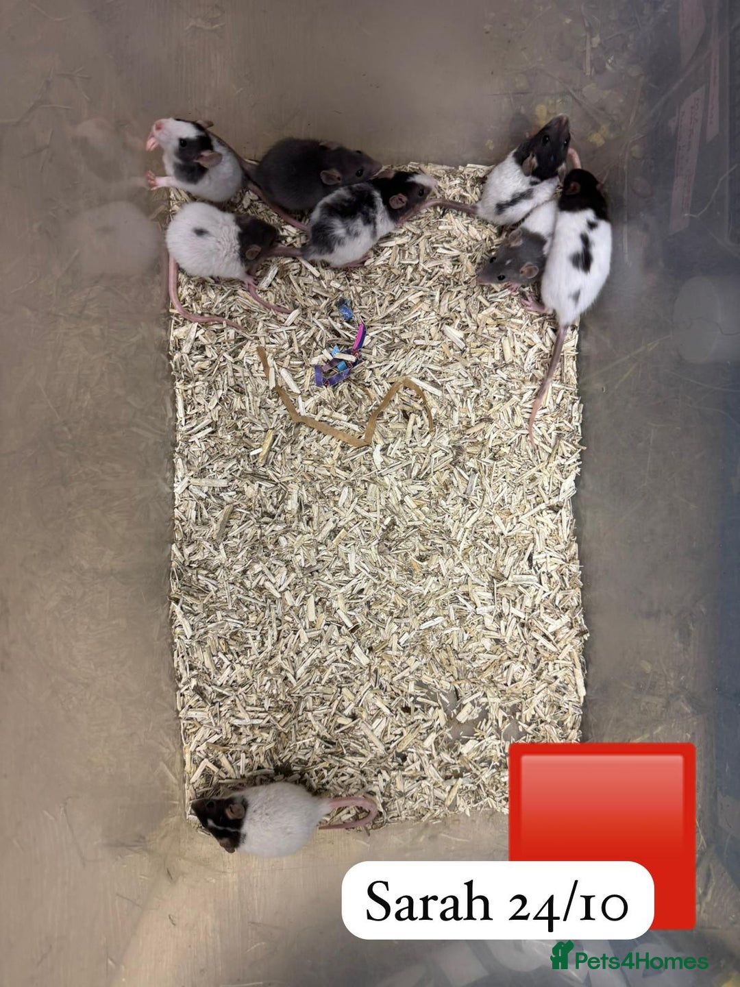 Rat rodents for sale: Beautiful baby full size and dwarf rats ready 9Dec - Advert 11