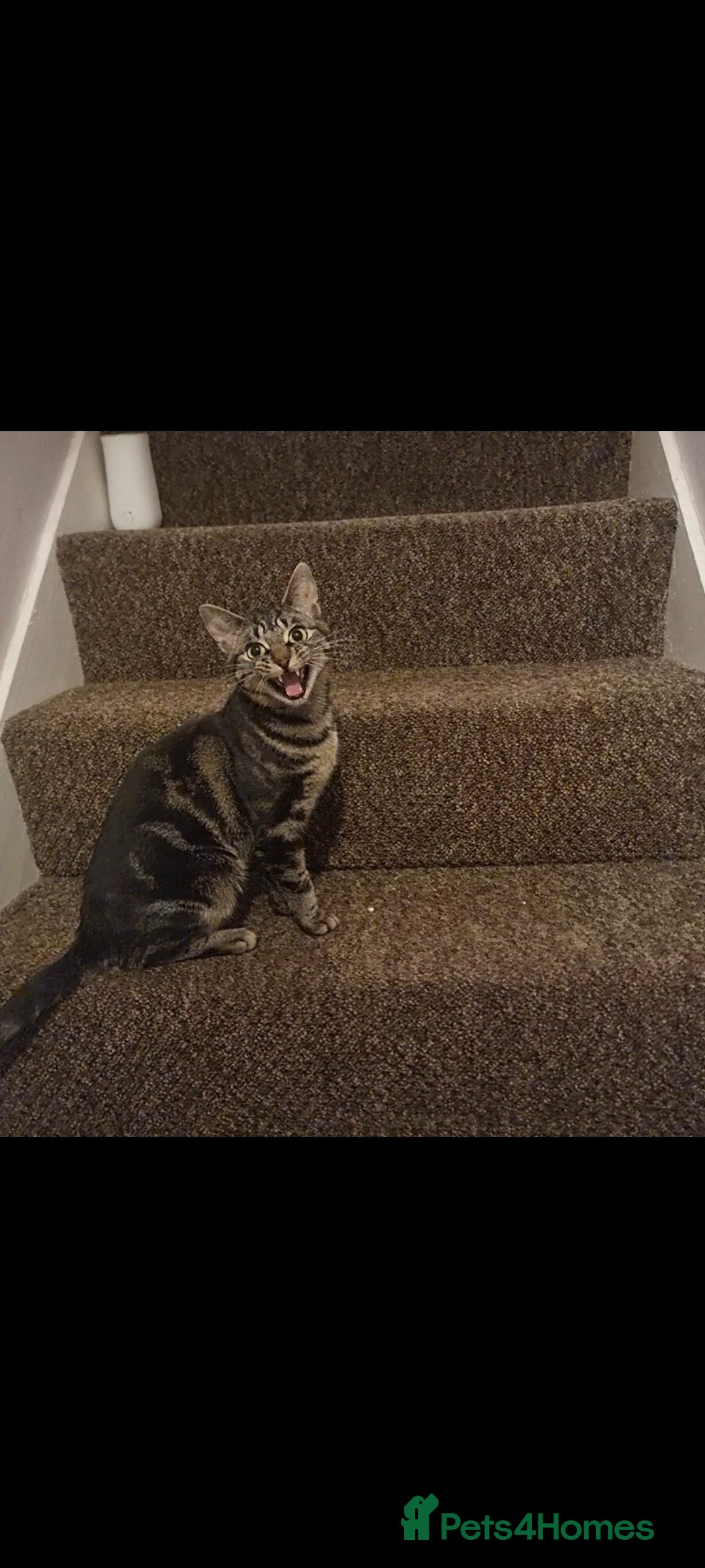 British Shorthair cats for sale: 2 loving cats in Scarborough - Image 9