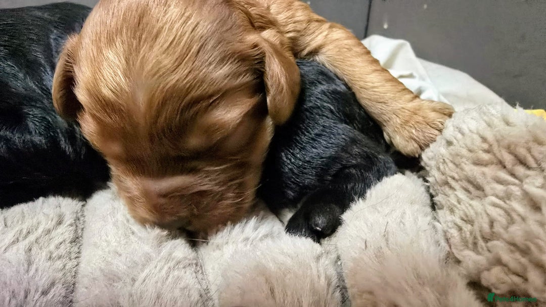 Cockapoo dogs for sale: Champion Line 🏆 F1 Miniature Cockapoo Puppies  - Image 11