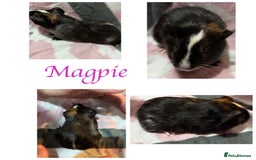 Guinea Pig rodents for sale: X3 baby girls x1 boy guinea pigs. - Image 2