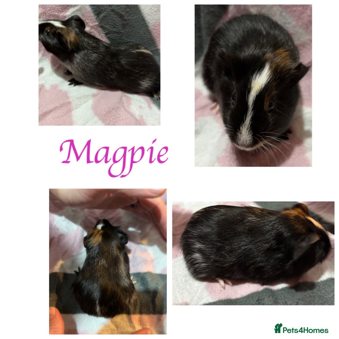 Guinea Pig rodents for sale: X3 baby girls x1 boy guinea pigs. - Image 2