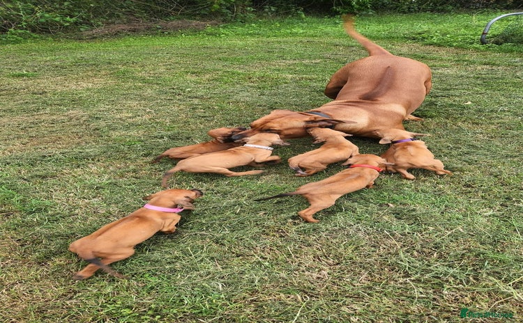 Rhodesian Ridgeback dogs - Advert 1
