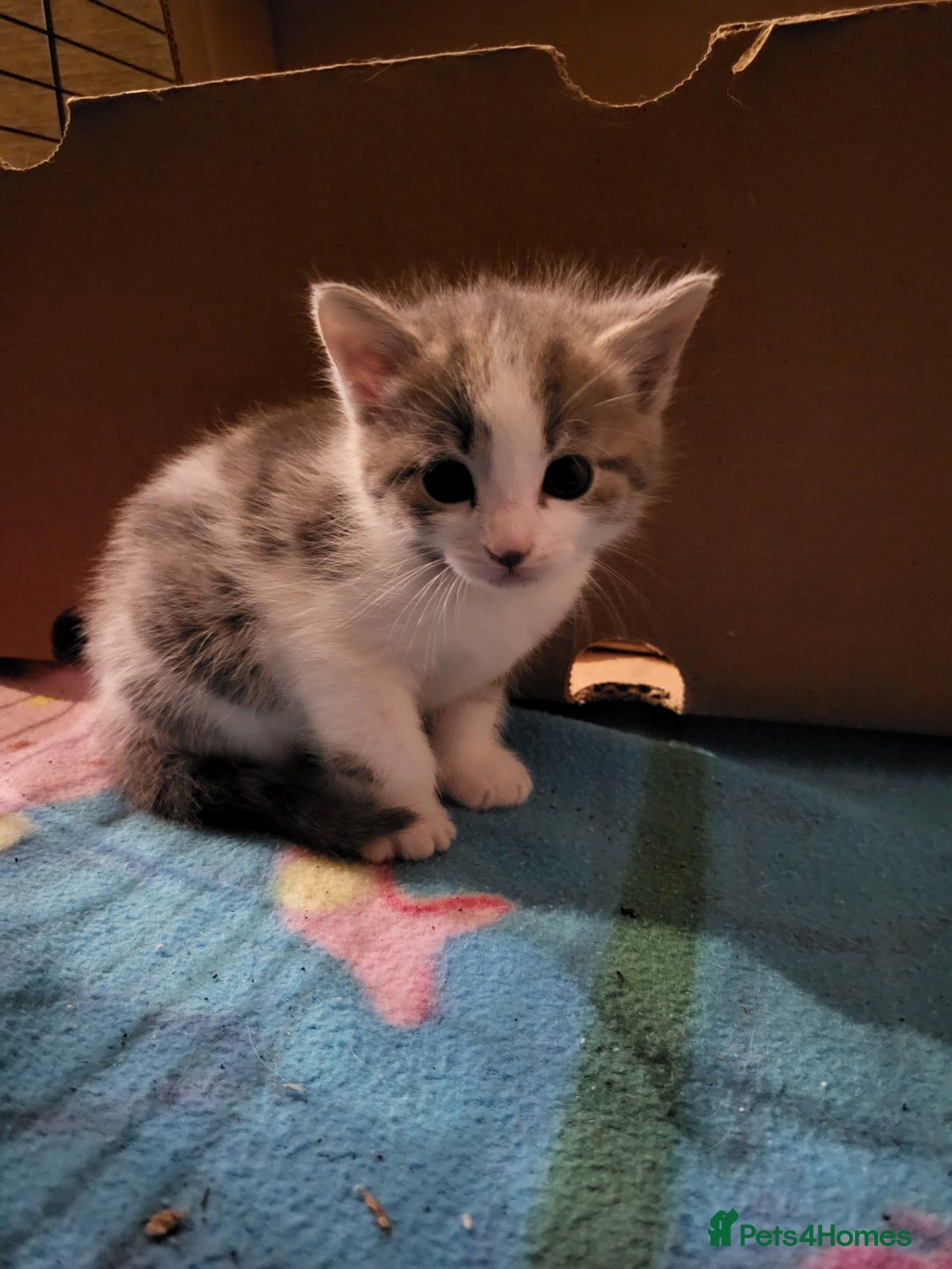 Mixed Breed cats for sale: Mixed kittens for sale, wide range of variety. - Advert 14