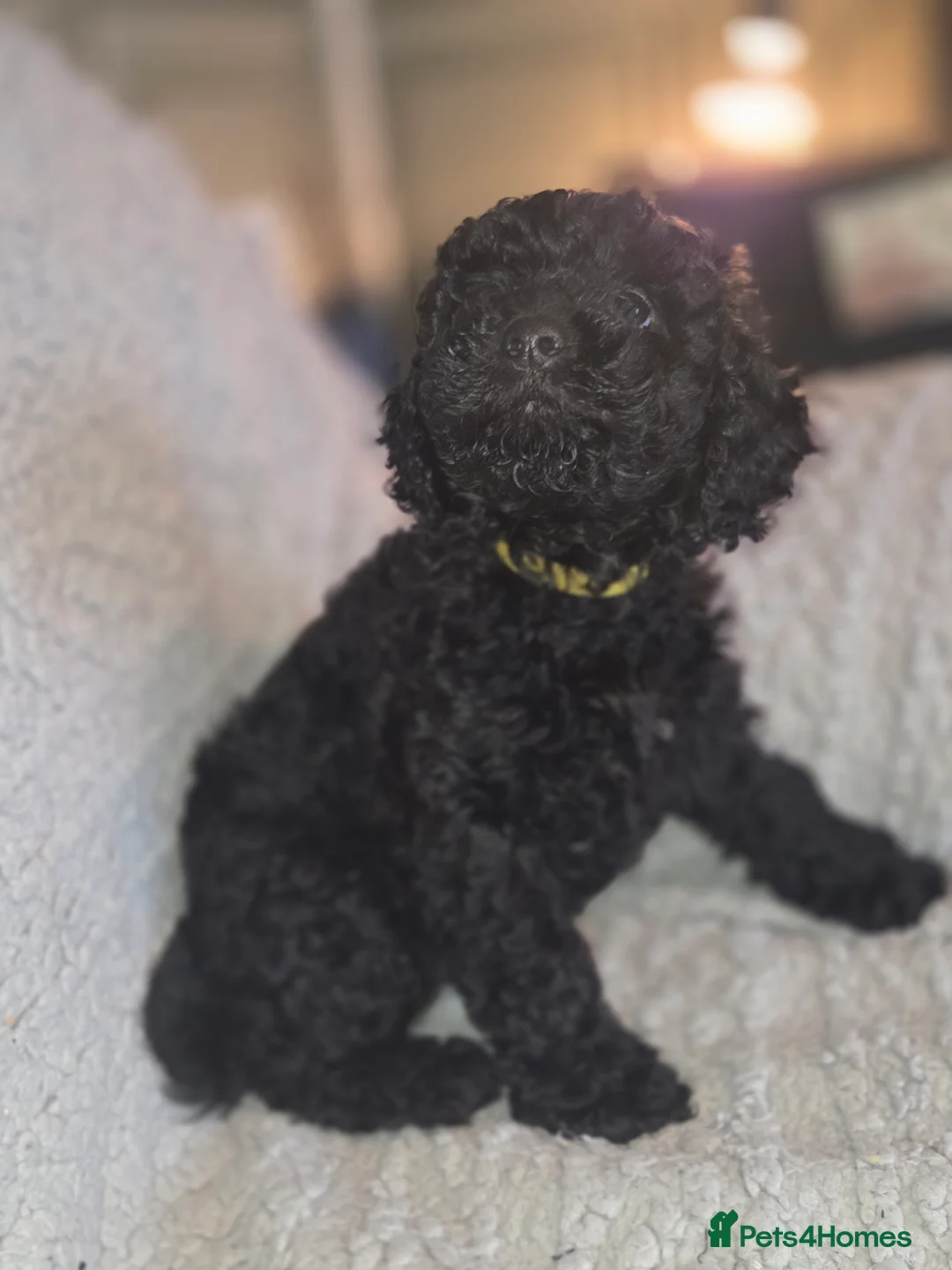 Shihpoo dogs for sale: F1b shihpoo puppies 1 girl left - Advert 2