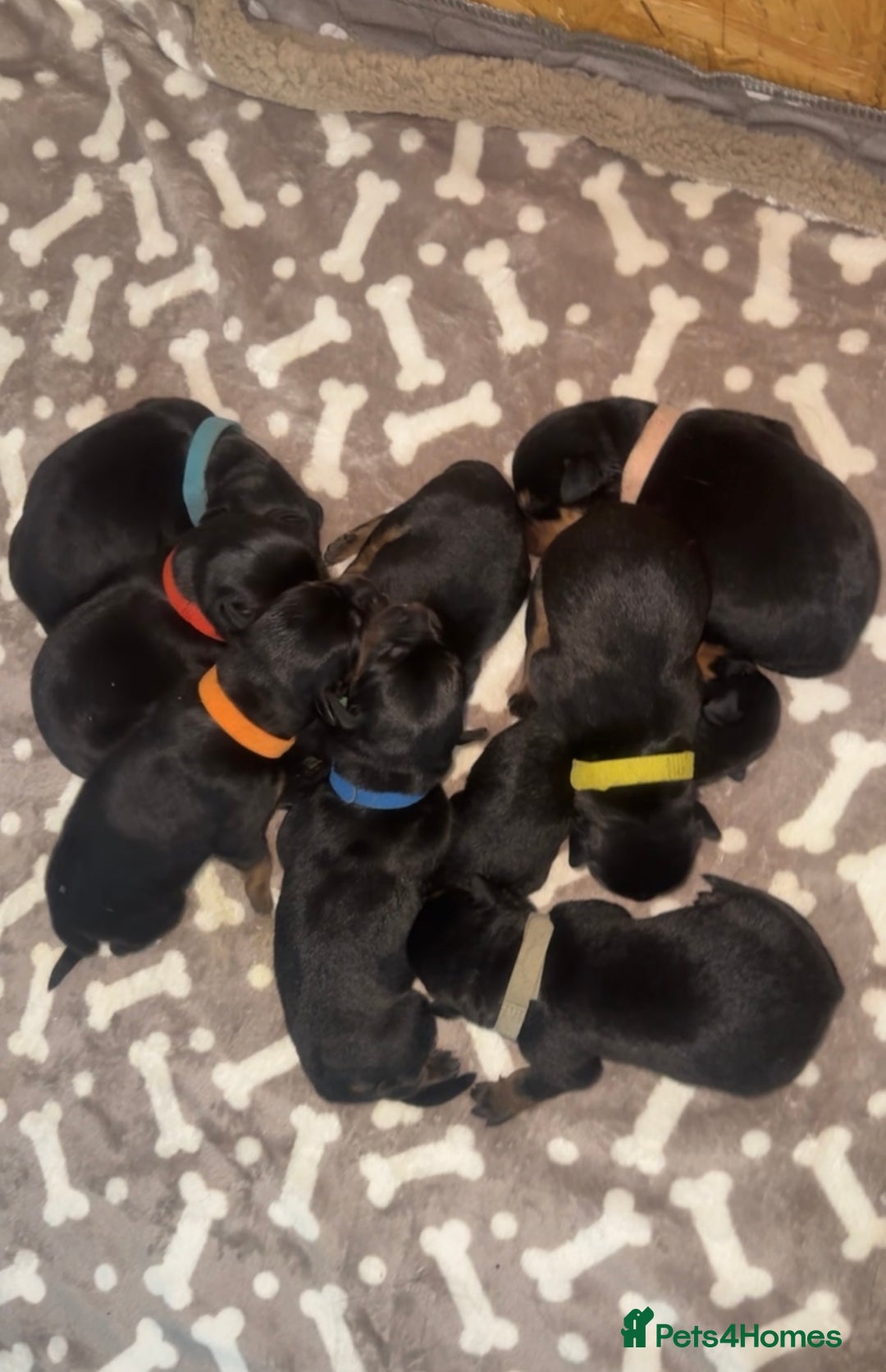 Rottweiler dogs for sale: 9 beautiful Rottweiler puppies for sale  - Advert 7