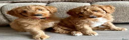 Mixed Breed dogs for sale: Tollerdoodle *last remaining Girl Available* Now - Advert 13
