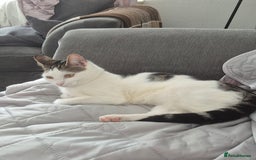 Mixed Breed cats for sale: Beautiful 11 month female cat - Image 1