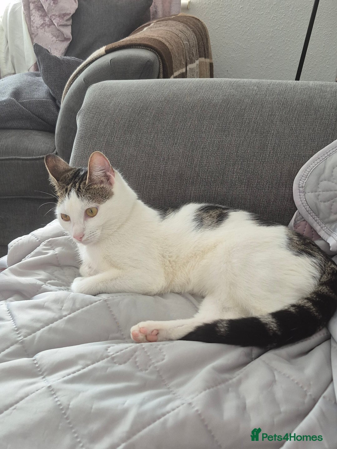 Mixed Breed cats for sale: Beautiful 11 month female cat - Image 1