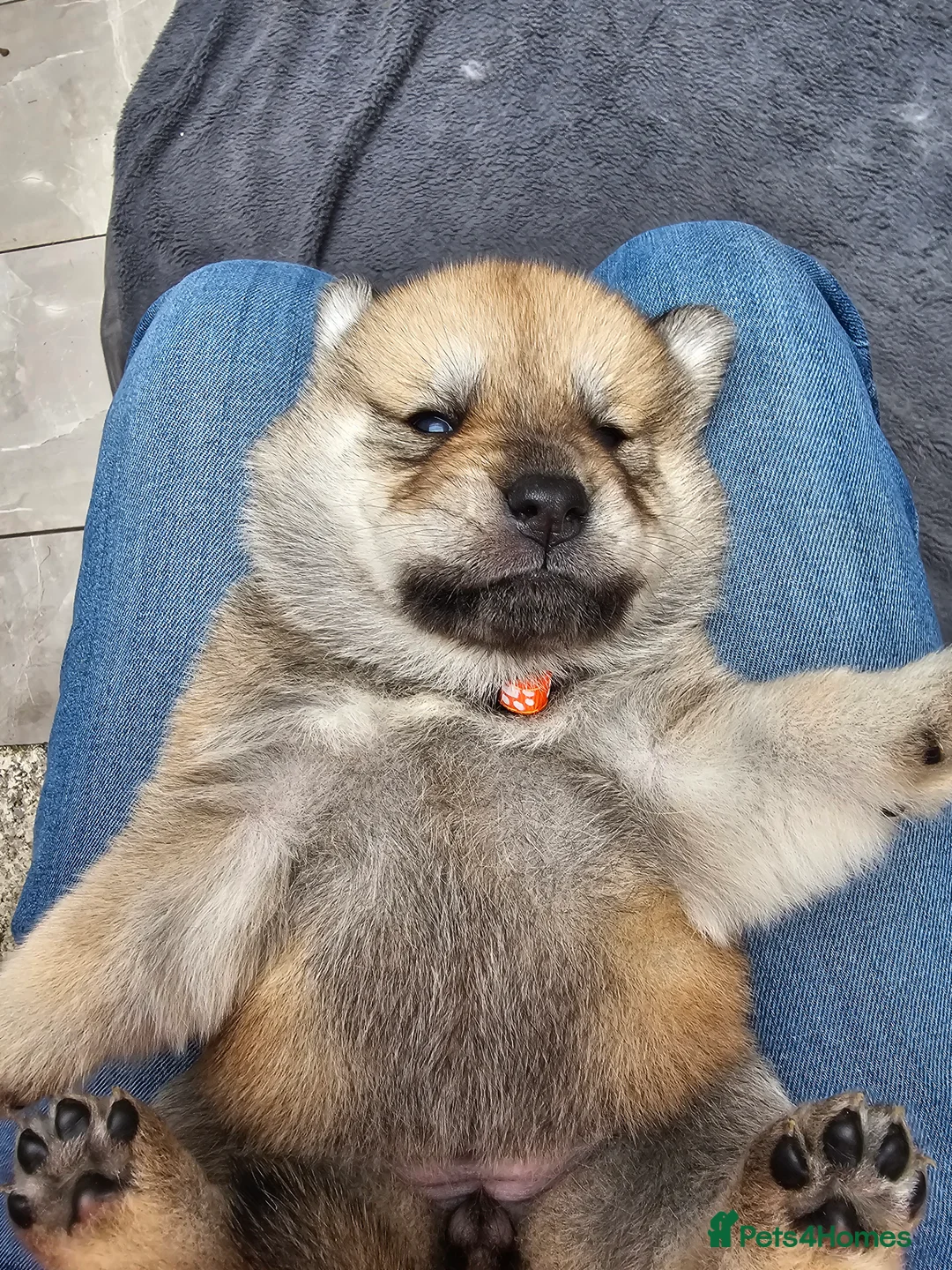 Mixed Breed dogs for sale: Last 3  pupies now £600 Chow Chow dad husky mum - Advert 29