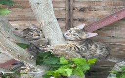 Bengal cats for sale: For sale Two Half Bengal kittens 🐈‍⬛ 🐾 - Image 2