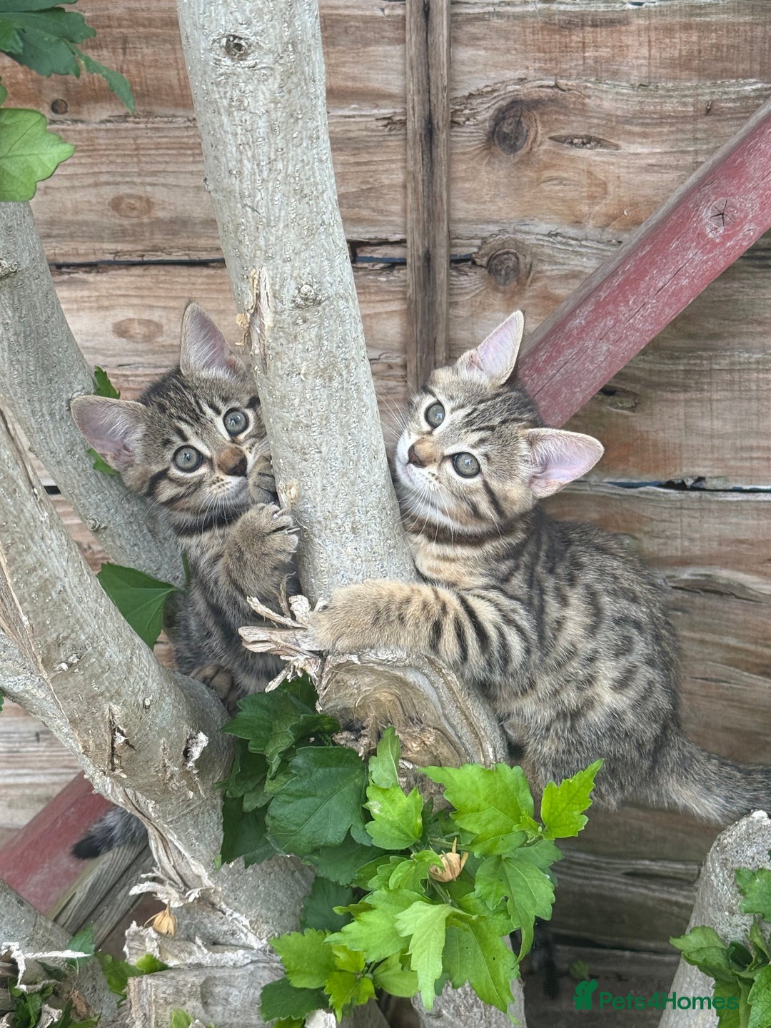Bengal cats for sale: For sale Two Half Bengal kittens 🐈‍⬛ 🐾 - Image 2