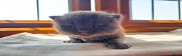 British Shorthair cats for sale: 2 female GCCF British short hair kittens - Advert 28
