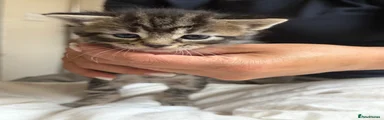 Girl kitten stripey 