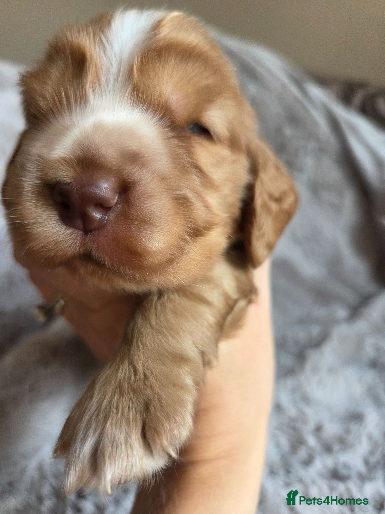 Cocker Spaniel dogs RKC SHOW COCKER SPANIEL PUPPIES EXTENSIVELY HEALTH - Advert 2