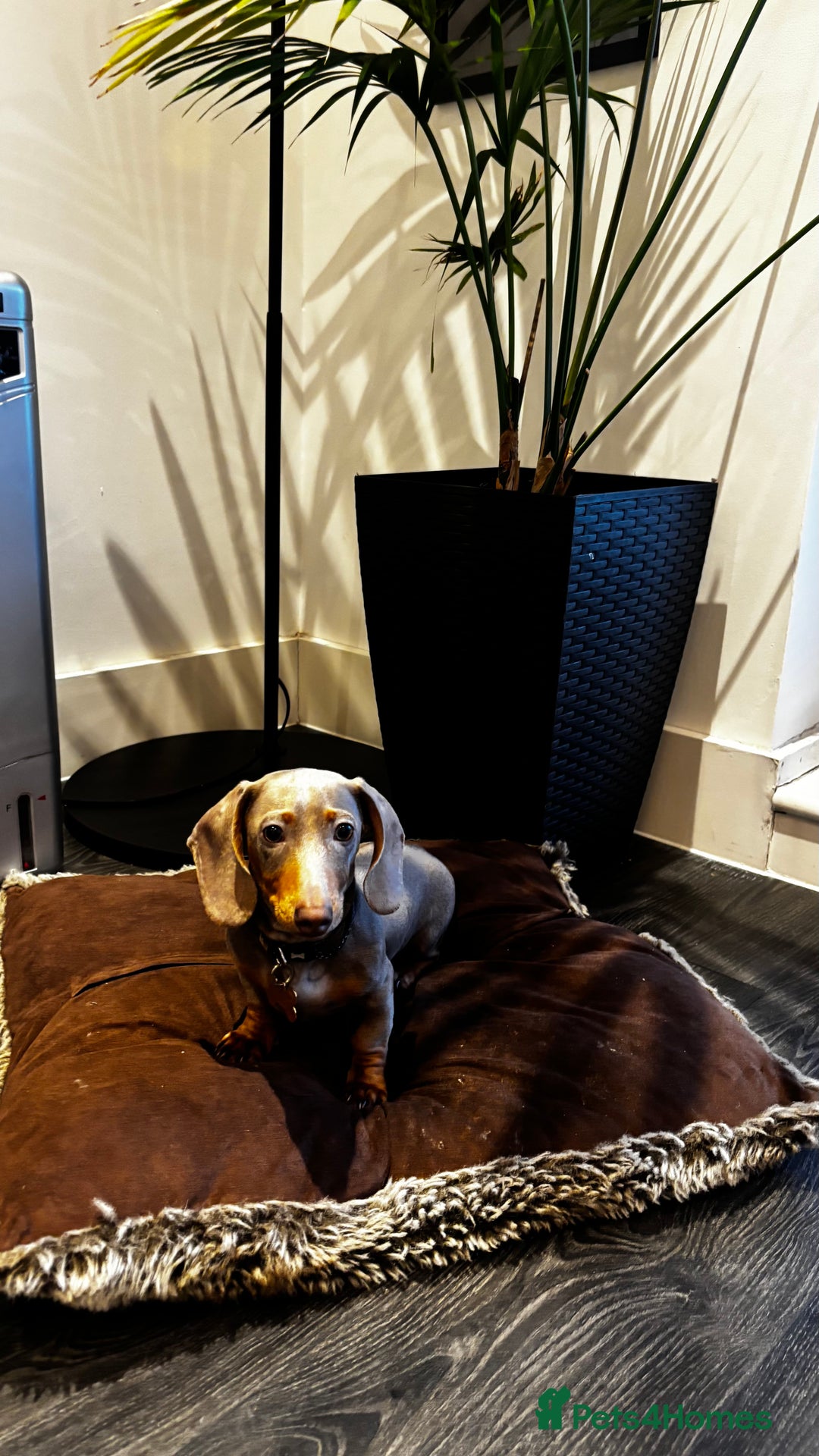Dachshund dogs for sale: Tan boy Dachshund - Image 1