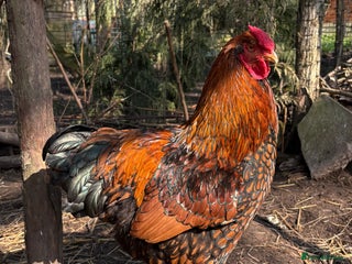 Chickens poultry - Advert 3