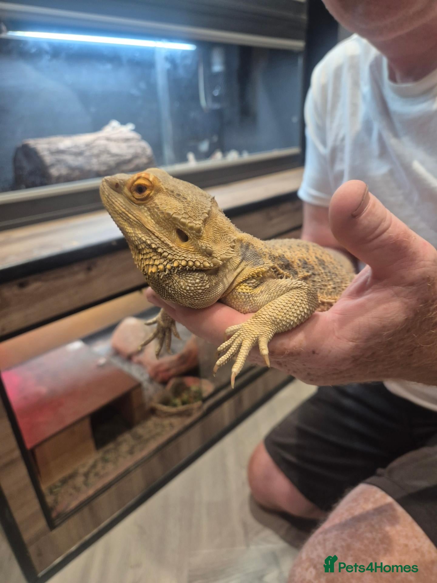 Bearded Dragon reptiles male bearded dragon and set up - Advert 1