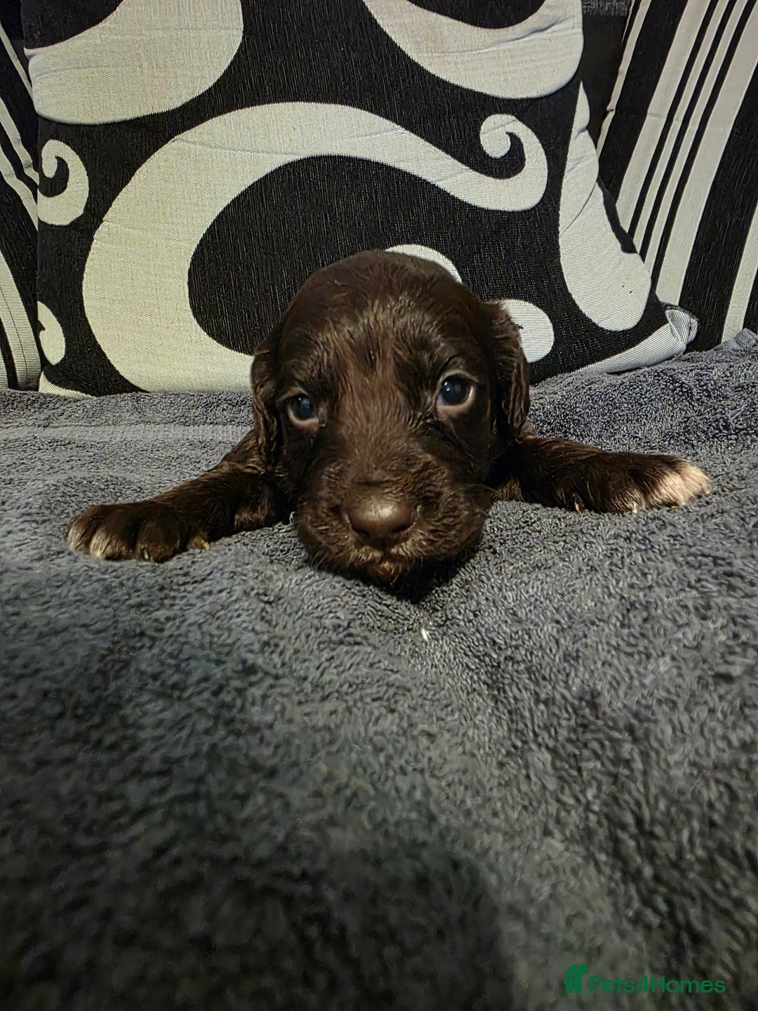 Cockapoo dogs for sale: F1B Cockapoo puppies - Advert 4