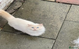 Ragdoll cats for sale: Ragdoll Kittens  - Image 13