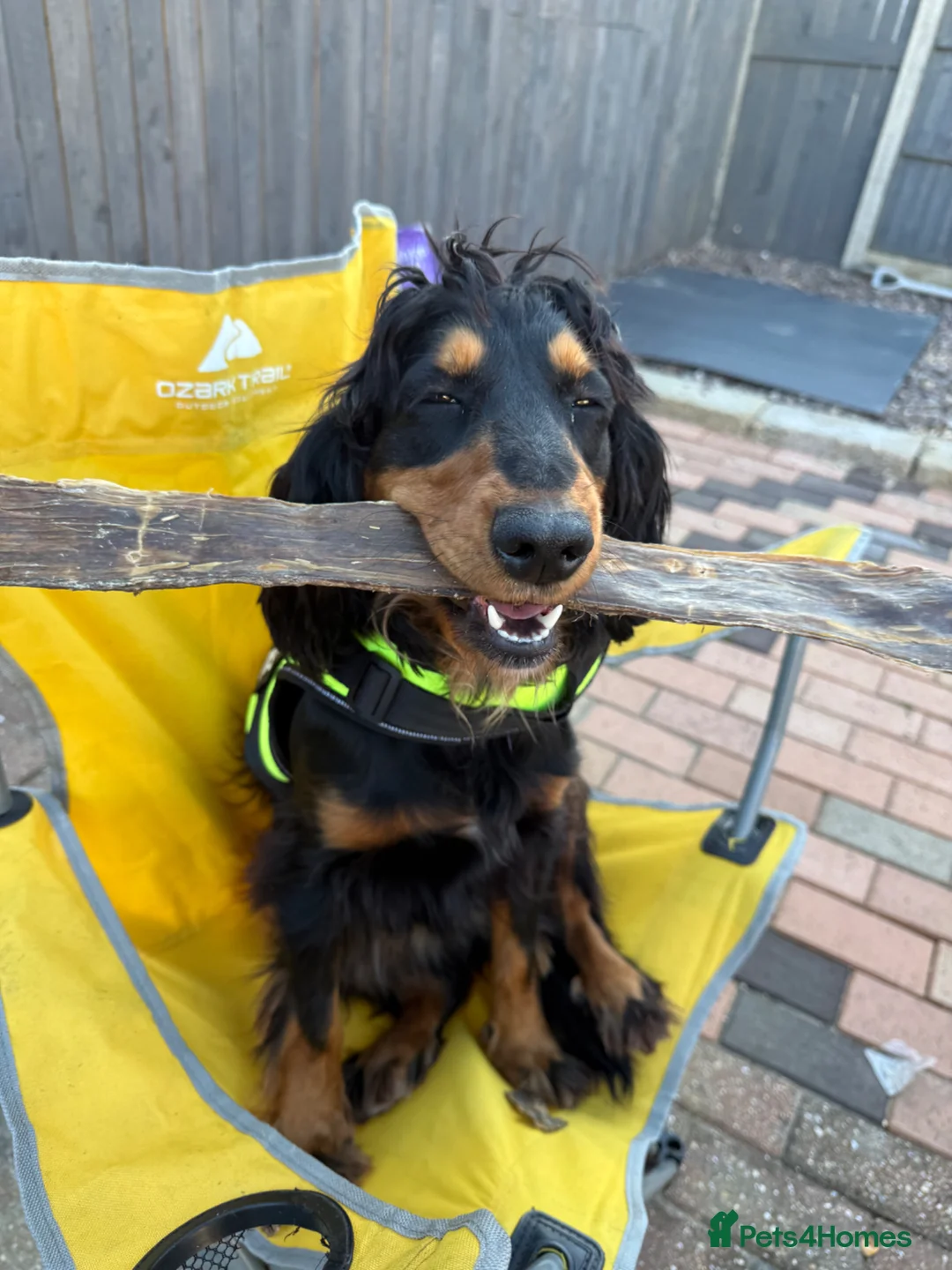 Cocker Spaniel dogs for sale: Cocker Spaniel  in Southampton - Advert 2