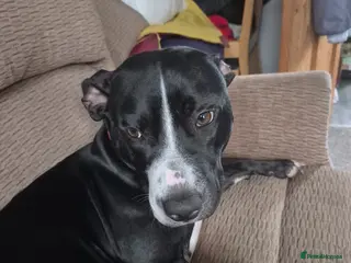Mixed Breed dogs India - staffy cross - Advert 6