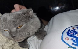 Mixed Breed cats for sale: Kittens - Image 4