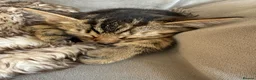 Mixed Breed cats for sale: Half bengal and tabby kitten for sale  - Advert 2