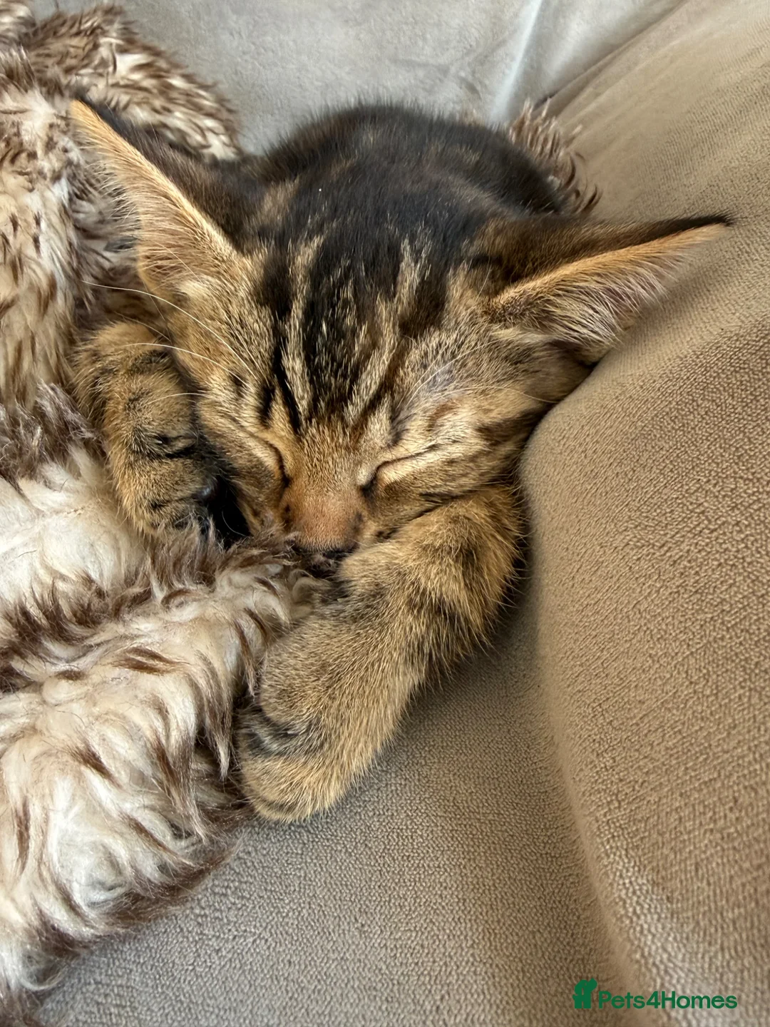 Mixed Breed cats for sale: Half bengal and tabby kitten for sale  - Advert 2