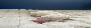 Golden Shepherd Puppy 4