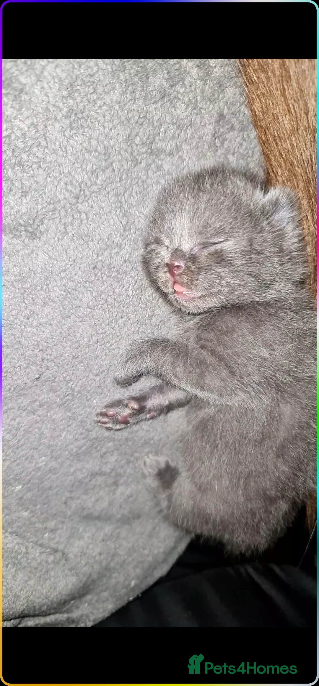 British Shorthair cats for sale: Bsh/russian blue babies 👶  - Advert 1