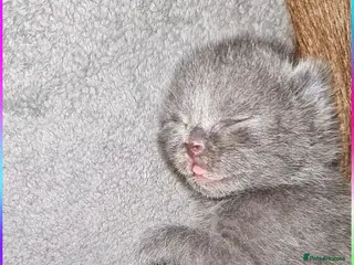 British Shorthair cats Bsh/russian blue babies 👶 - Advert 1
