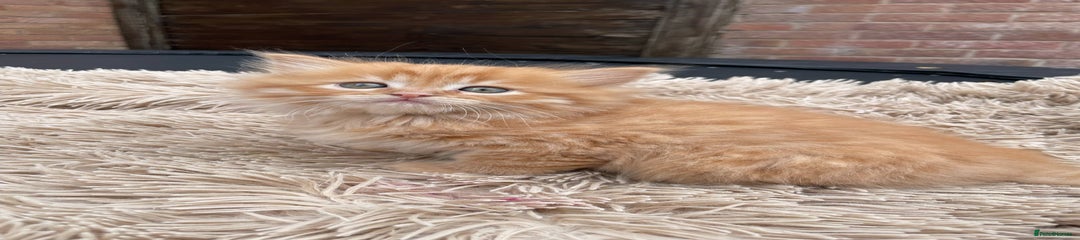 🧡 Rusty (Ginger Boy)