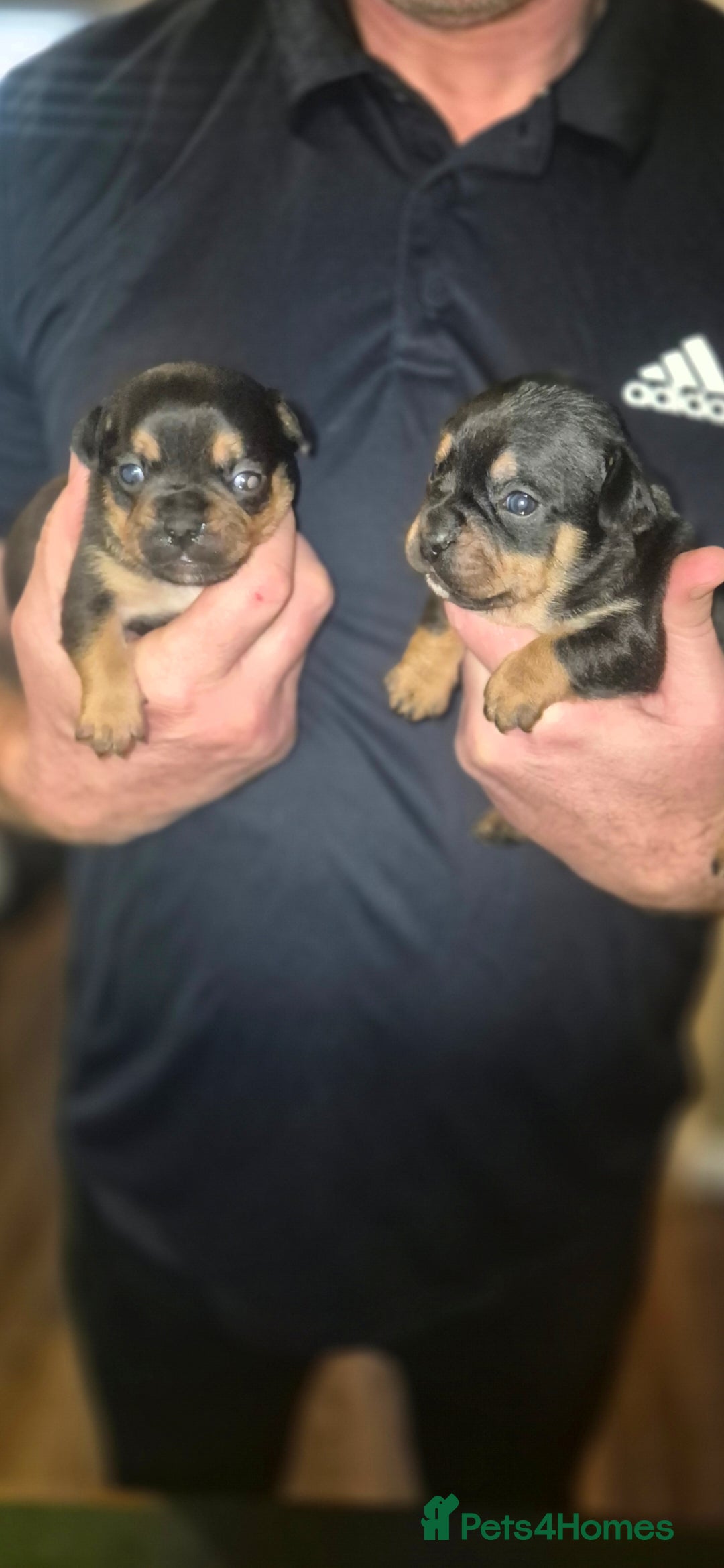 Mixed Breed dogs for sale: French bulldog x jack russell - Advert 1