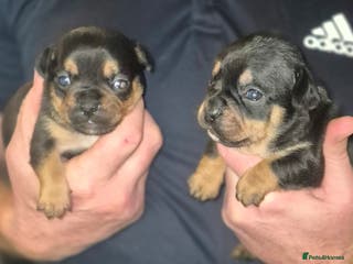 Mixed Breed dogs French bulldog x jack russell - Advert 4