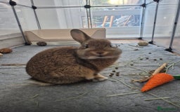 Netherland Dwarf rabbits for sale: Maple - Image 1