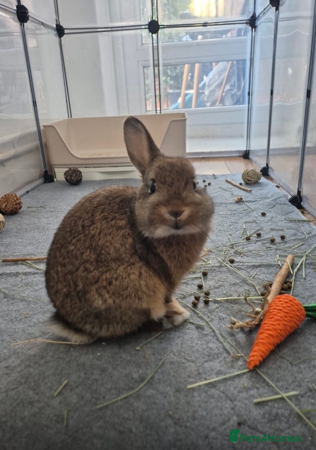 Netherland Dwarf rabbits for sale: Maple - Image 1