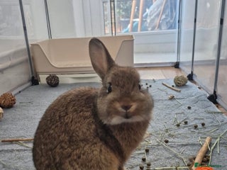 Netherland Dwarf rabbits for sale - Advert 1