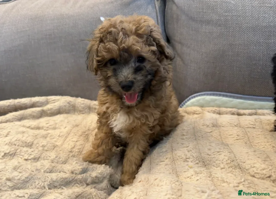 Poochon dogs for sale: Beautiful Poochon Puppies available  - Advert 2