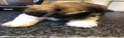 Shih Tzu dogs for sale: Beautiful Shih Tzu puppies  - Advert 5