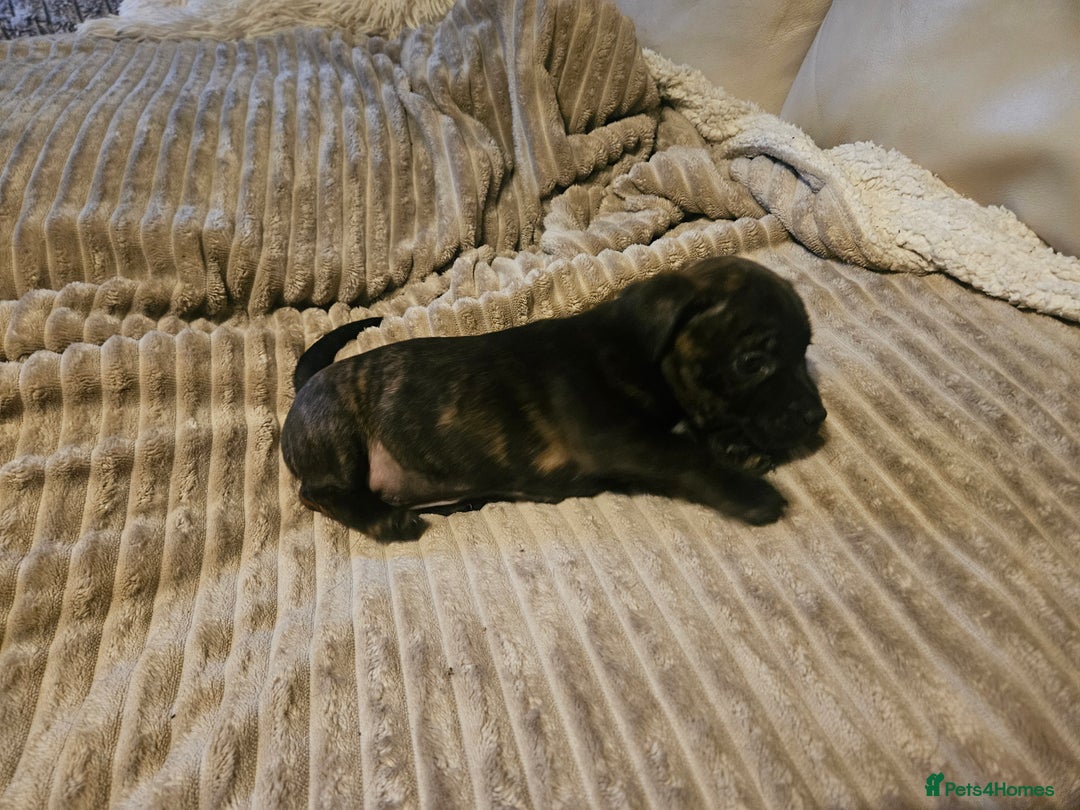 Mixed Breed dogs for sale: Staffy cross jacksui - Advert 28