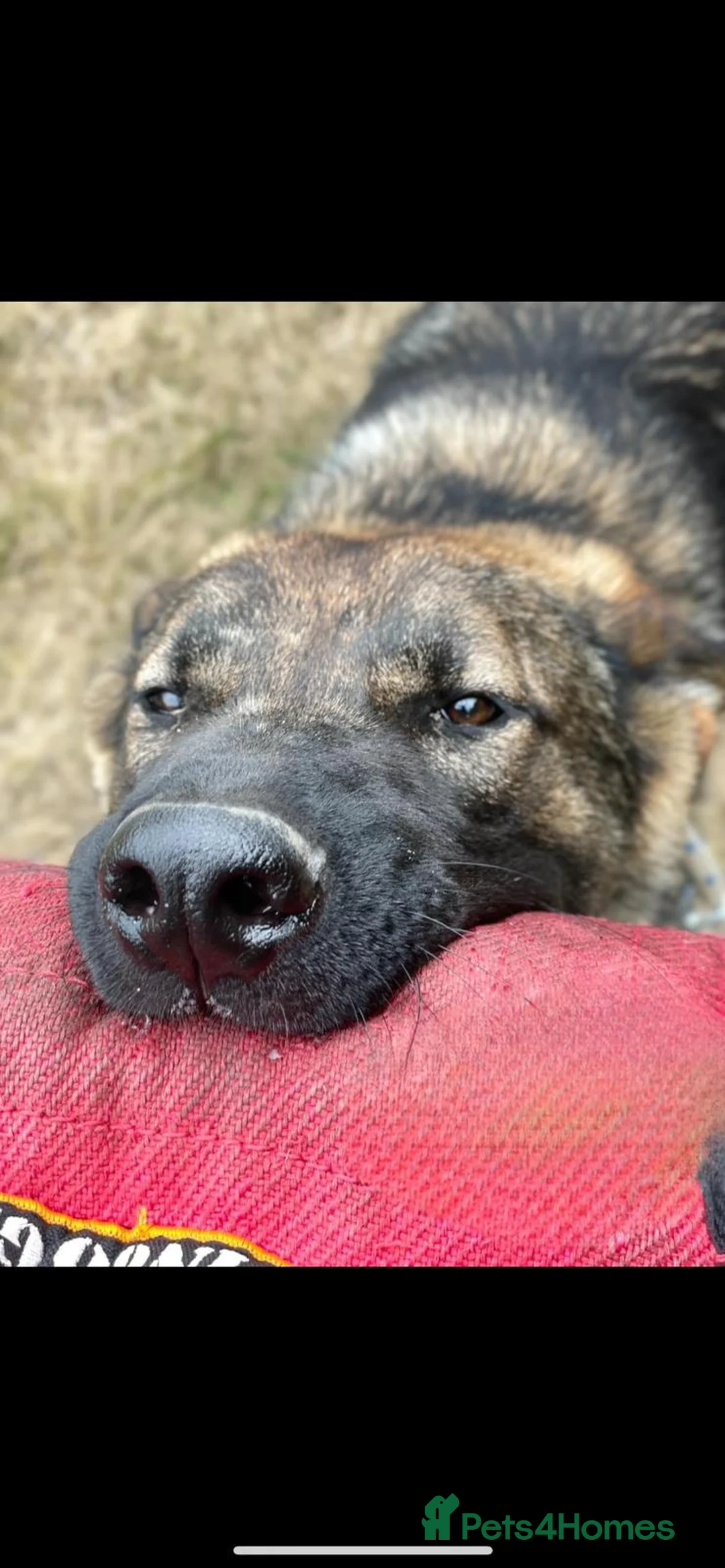 German Shepherd dogs for sale: German Shepherd GSD working line  - Advert 4