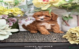 Cavapoo dogs for sale: Health tested TOY CAVAPOOS KC Parents - Image 23