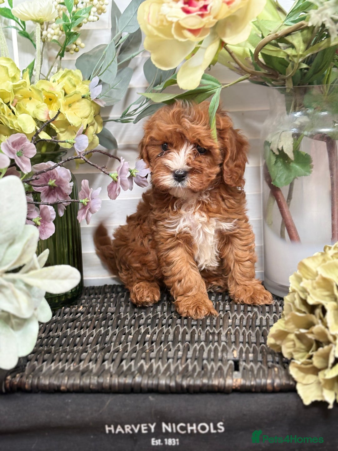 Cavapoo dogs for sale: Health tested TOY CAVAPOOS KC Parents - Image 23