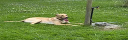 Mixed Breed dogs for sale: Labrador x greyhound bitch in Clitheroe - Advert 4