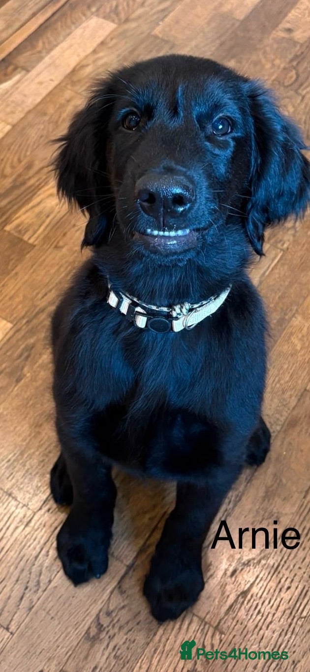 Flat coated Retriever dogs Last one! Stunning Flat Coated Retriever Pups - Advert 5