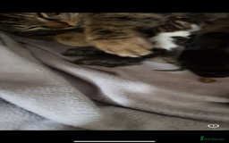 Maine Coon cats for sale: Maine coon mix Persian kittens   - Image 8